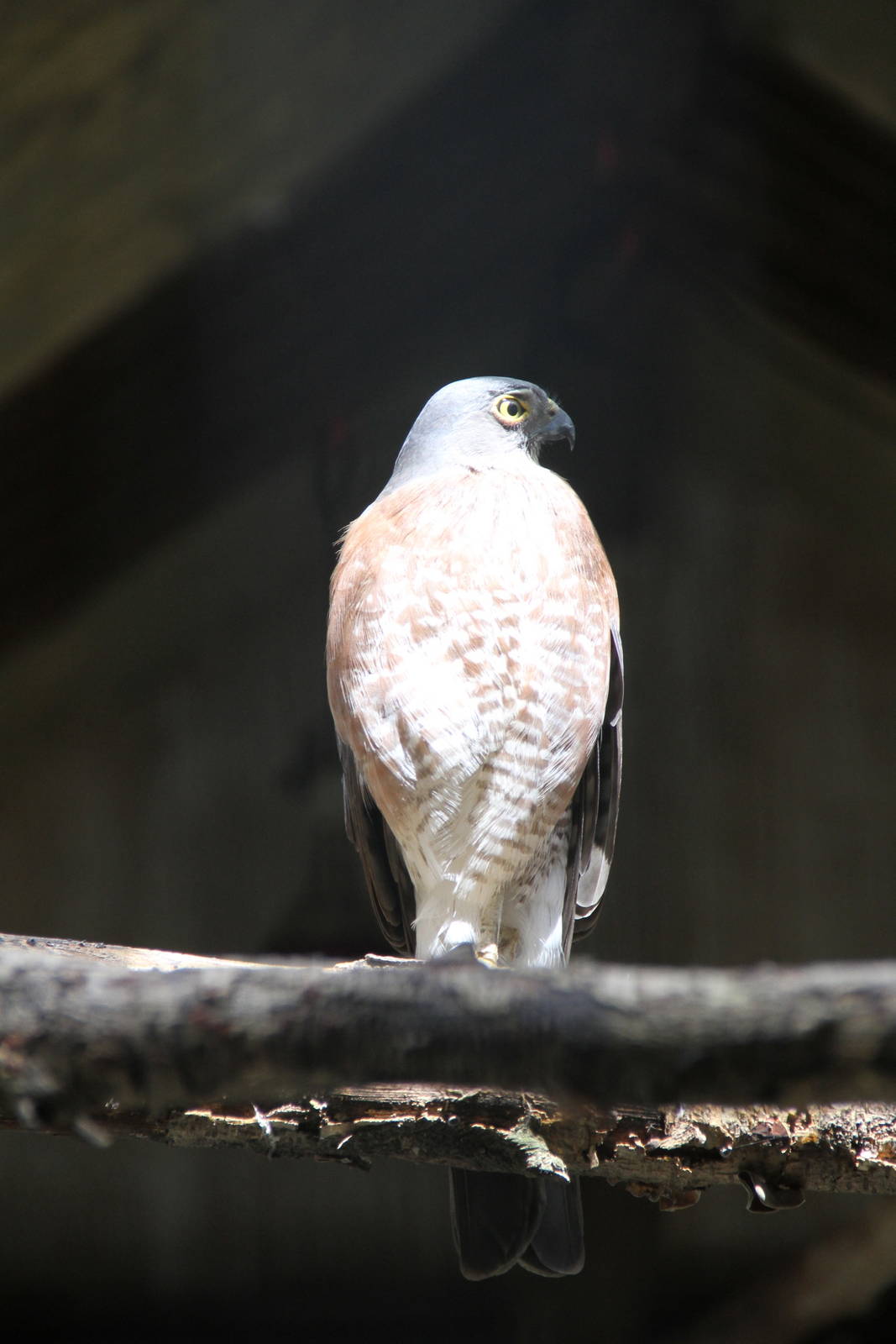 Japanese Sparrowhawk (Accipiter gularis)