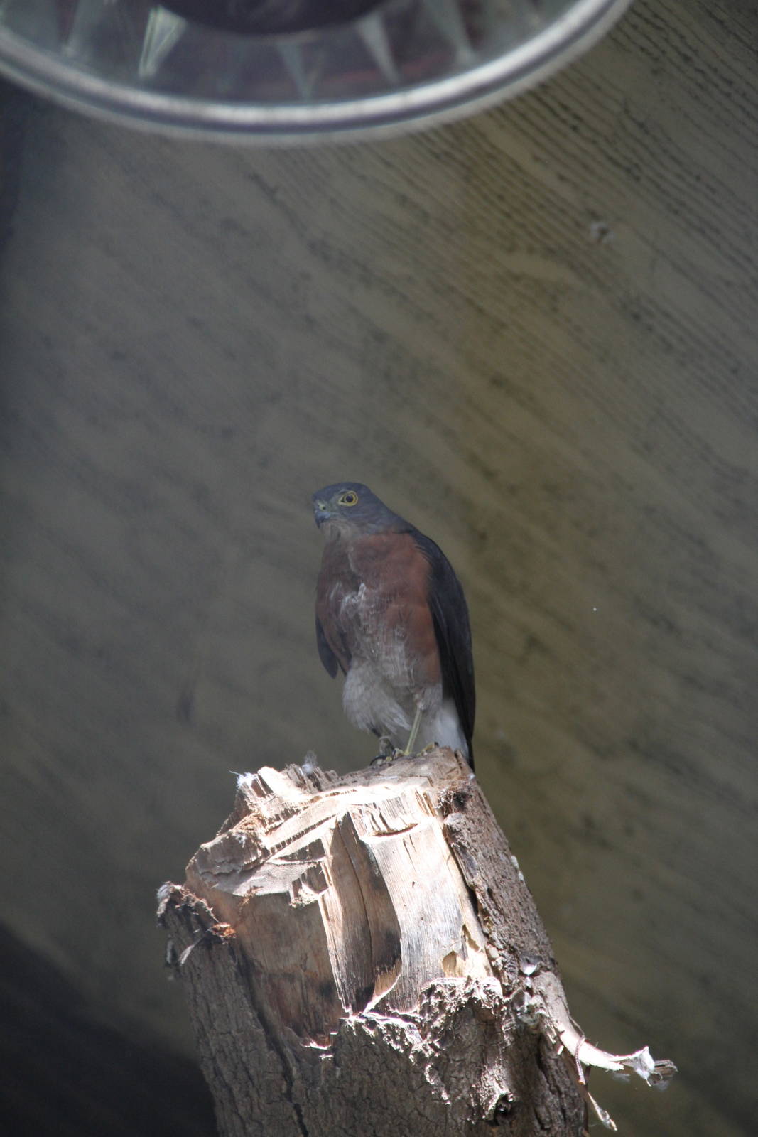 Japanese Sparrowhawk (Accipiter gularis)