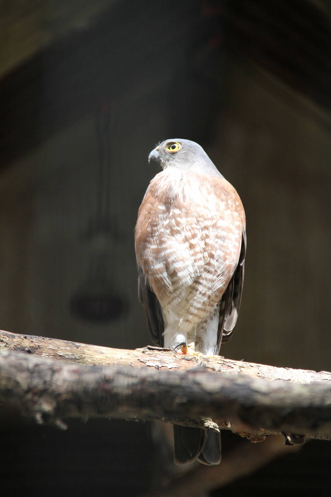 Japanese Sparrowhawk (Accipiter gularis)