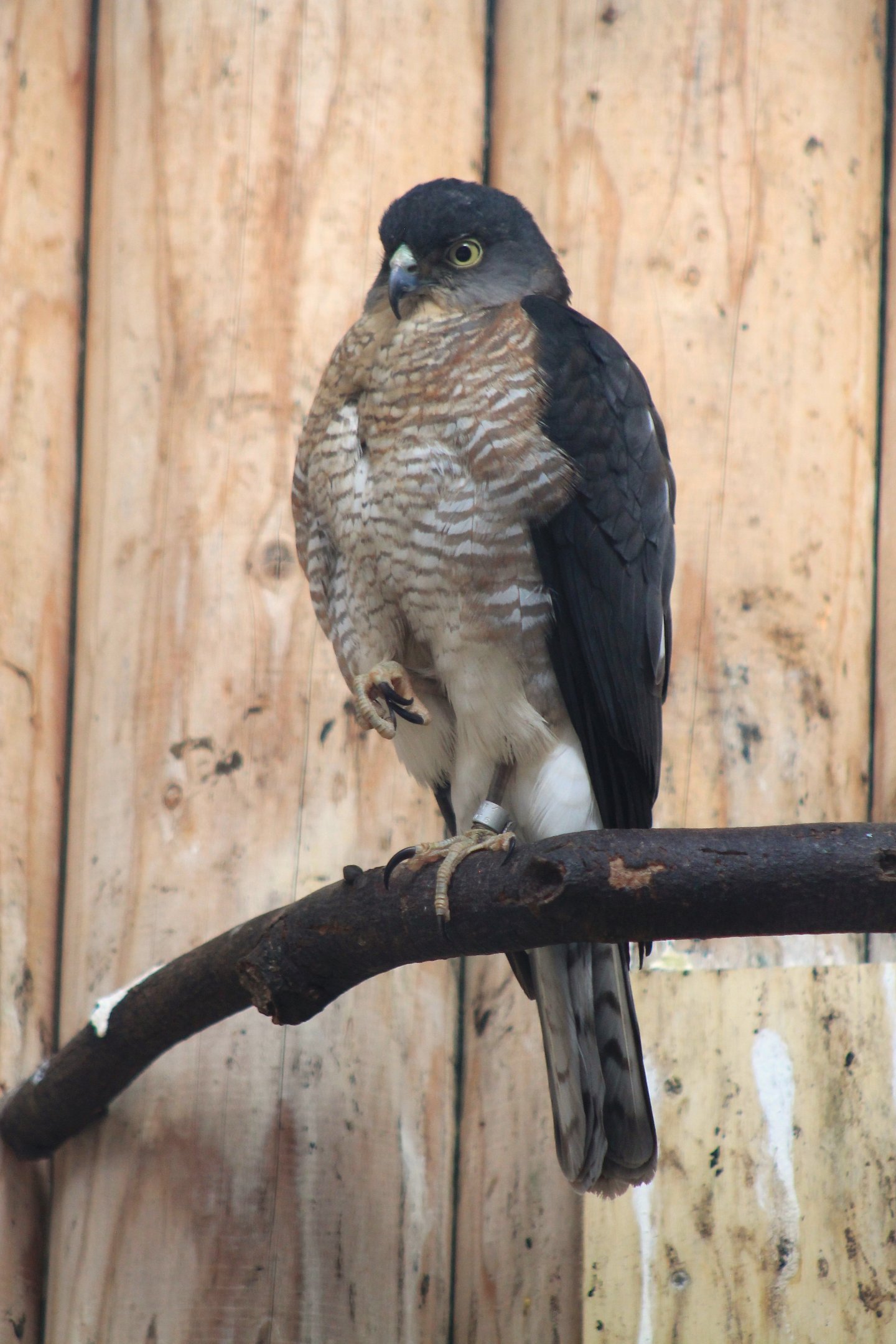Japanese Sparrowhawk (Accipiter gularis)