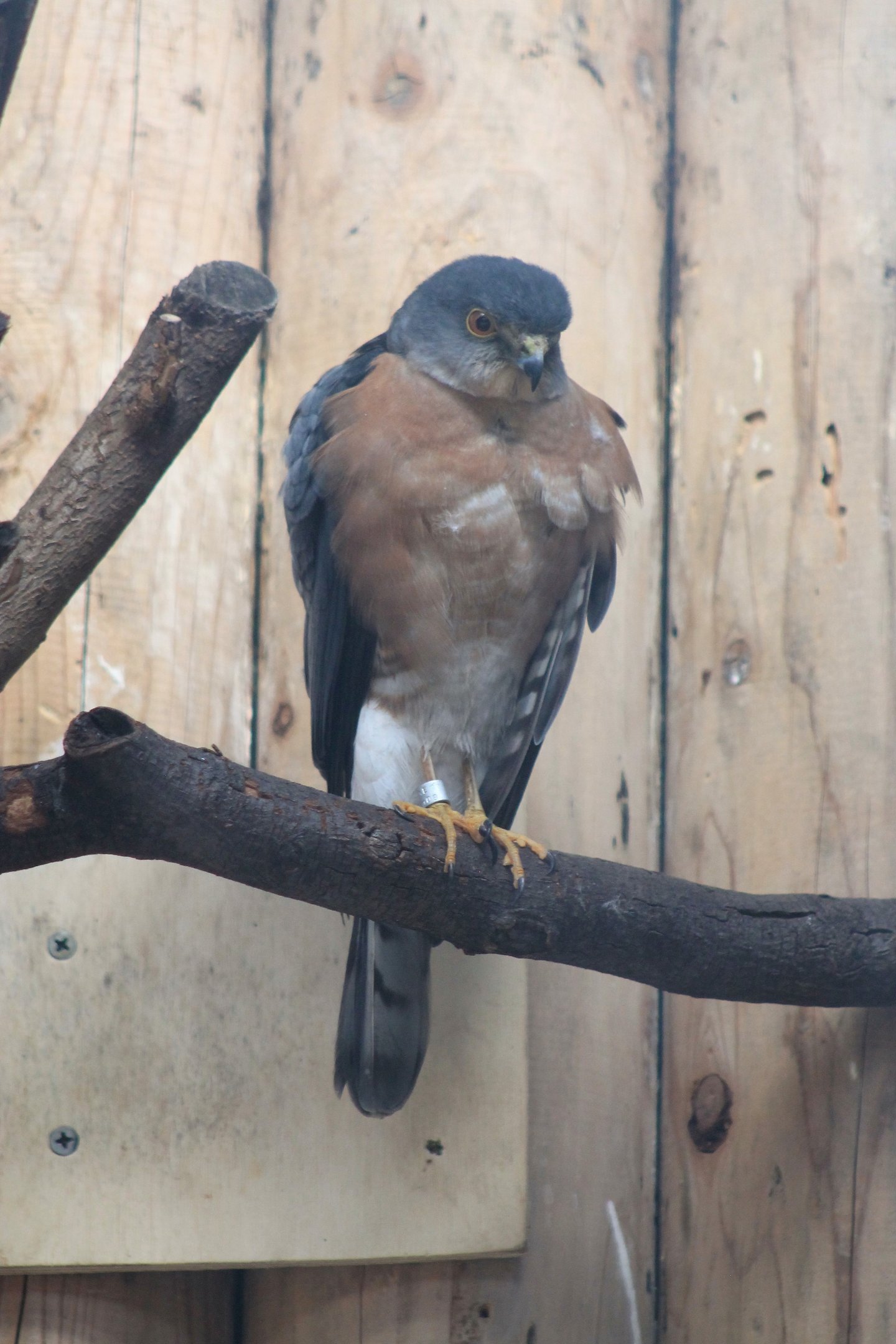 Japanese Sparrowhawk (Accipiter gularis)