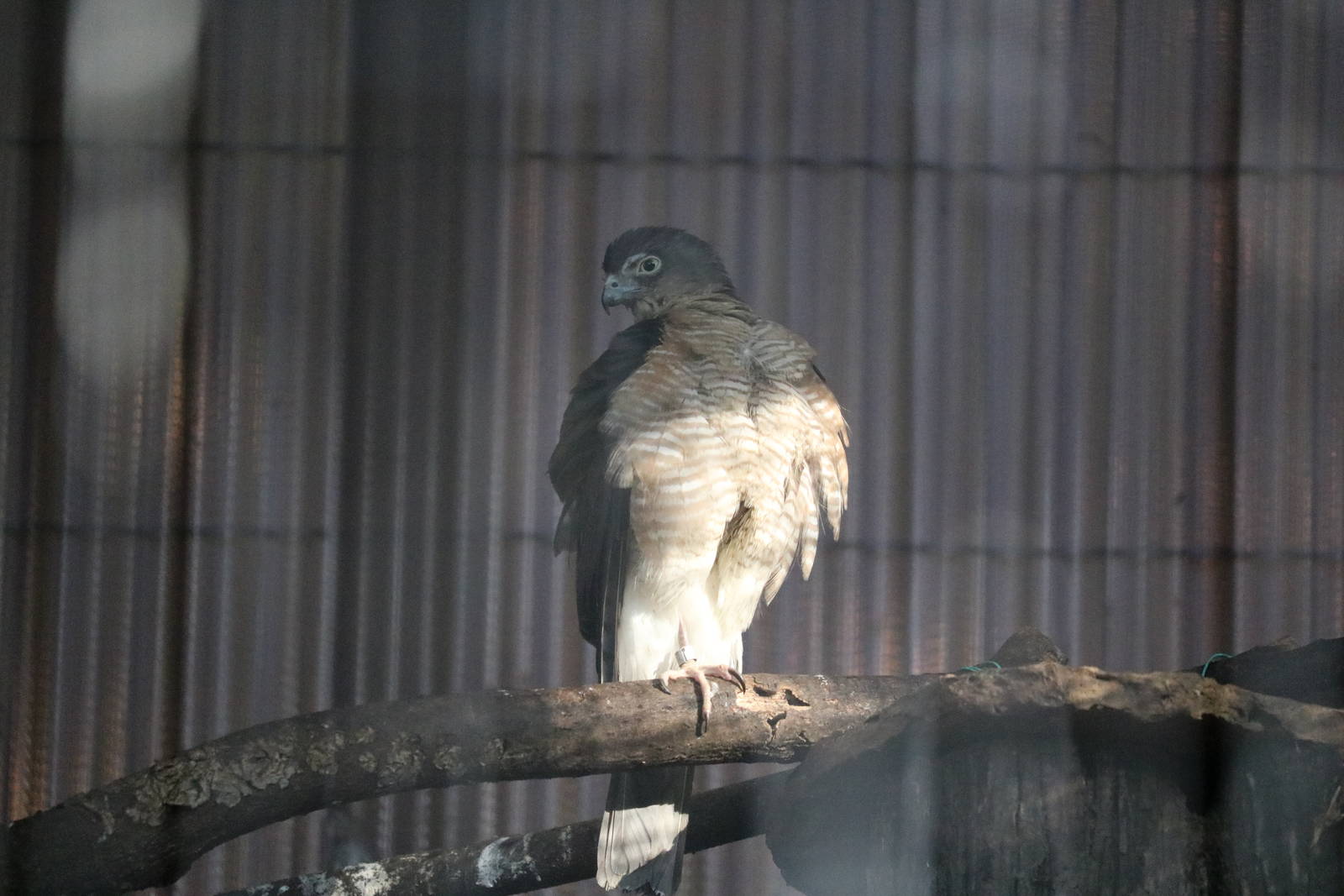 Japanese sparrowhawk, February 2016