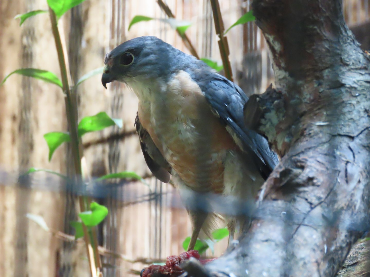 Japanese sparrowhawk