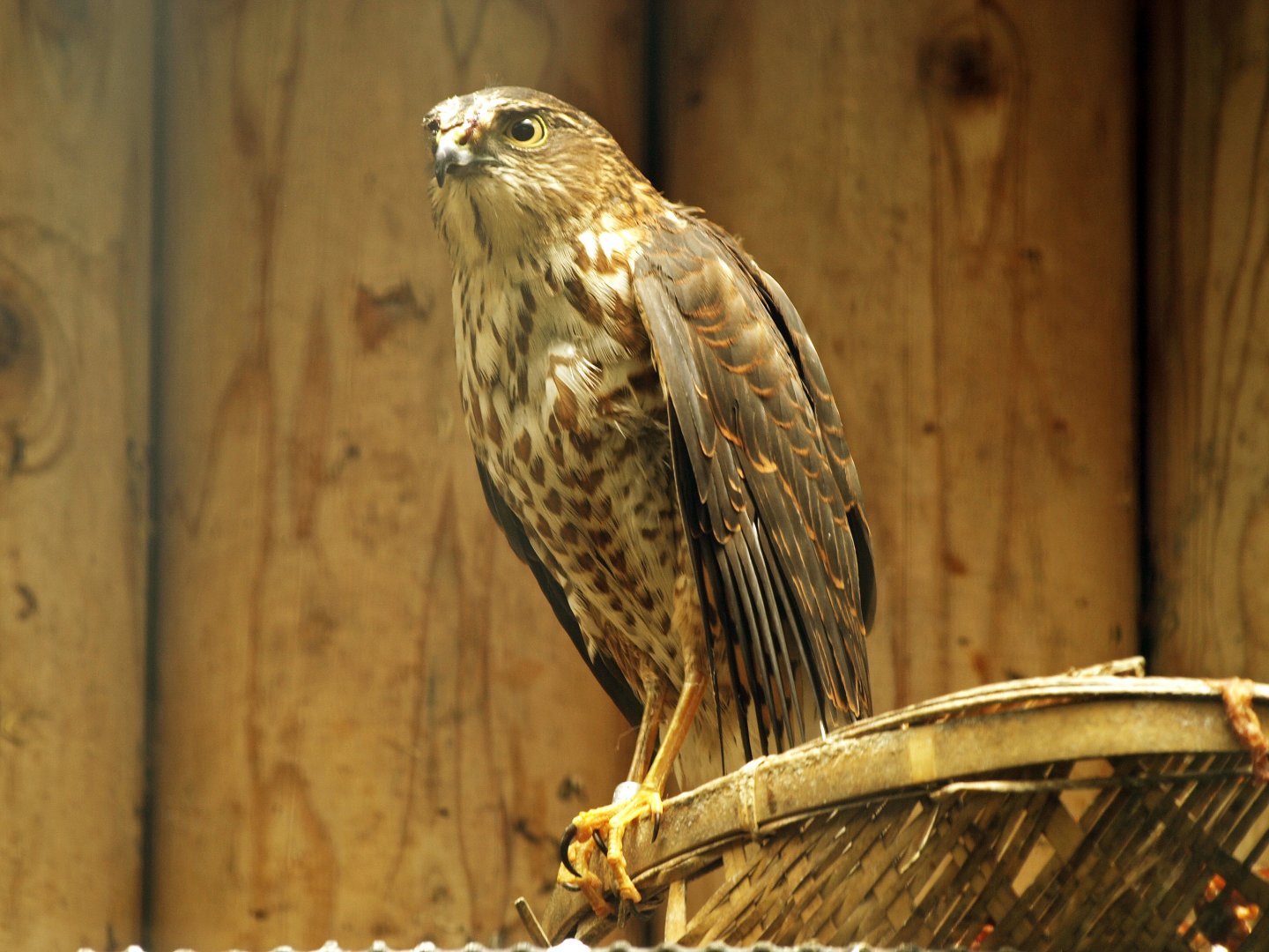 Japanese sparrowhawk