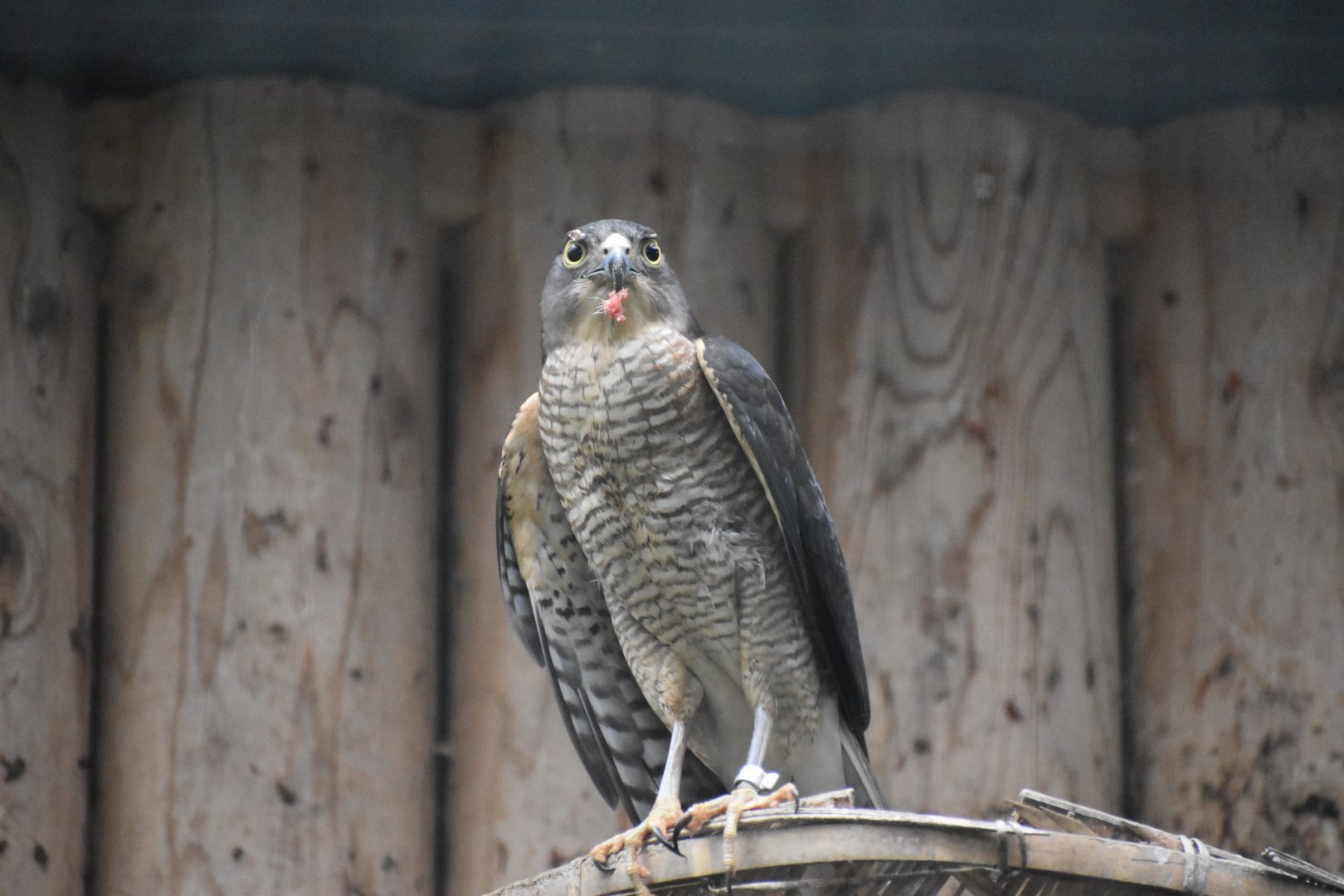 Japanese Sparrowhawk