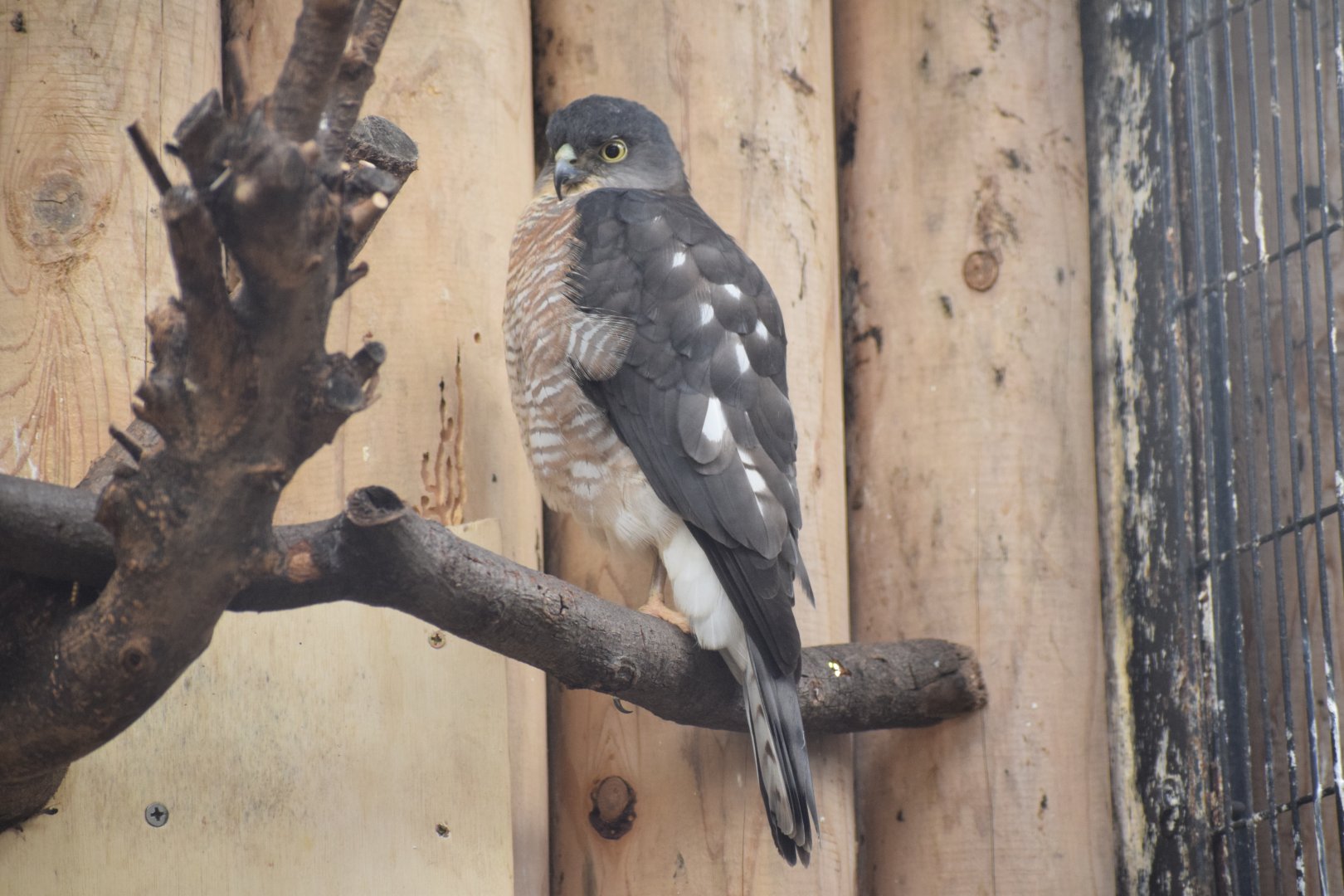 Japanese sparrowhawk