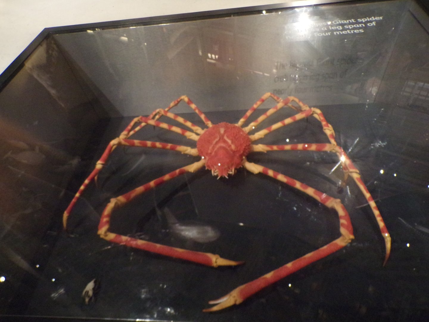 Japanese spider crab 30.12.22