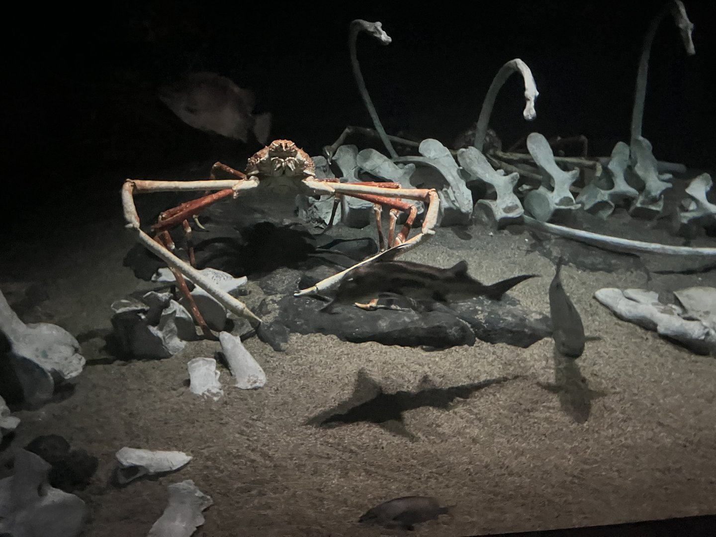 Japanese Spider Crab and Elephant Fish