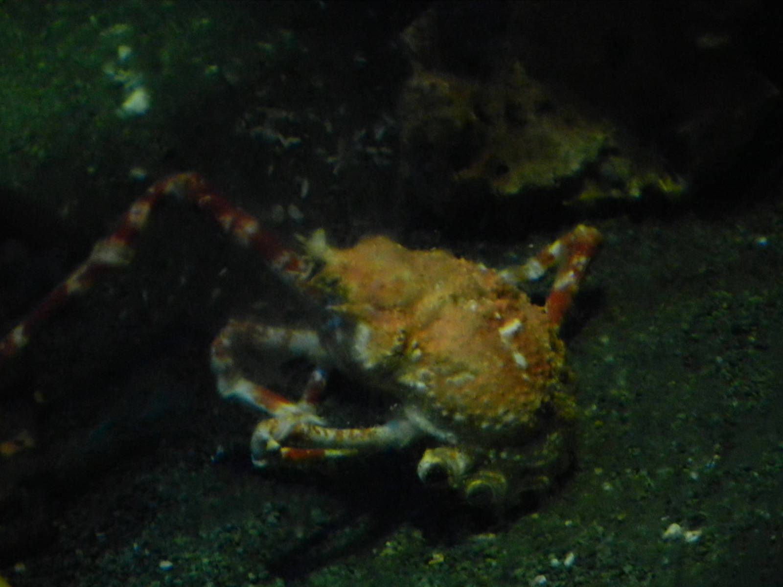 Japanese Spider Crab at SEA LIFE Scarborough - 26/08/2012