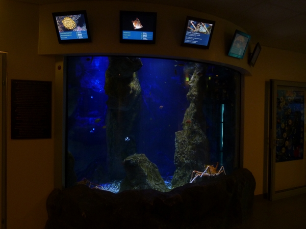 Japanese spider crab enclosure