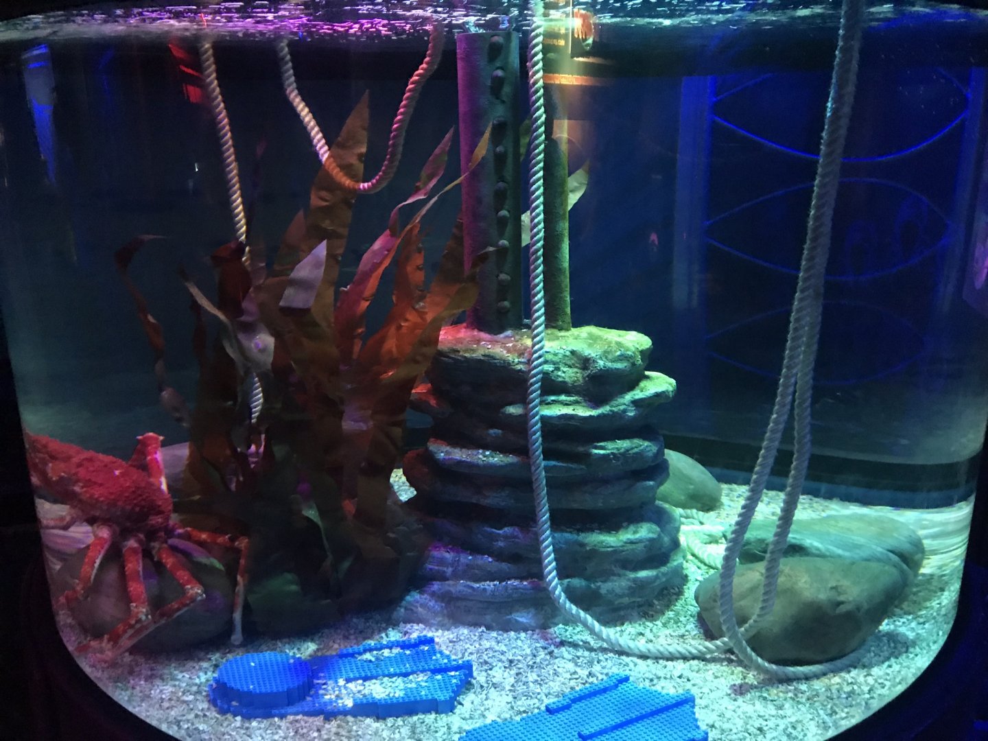 Japanese spider crab exhibit 090818