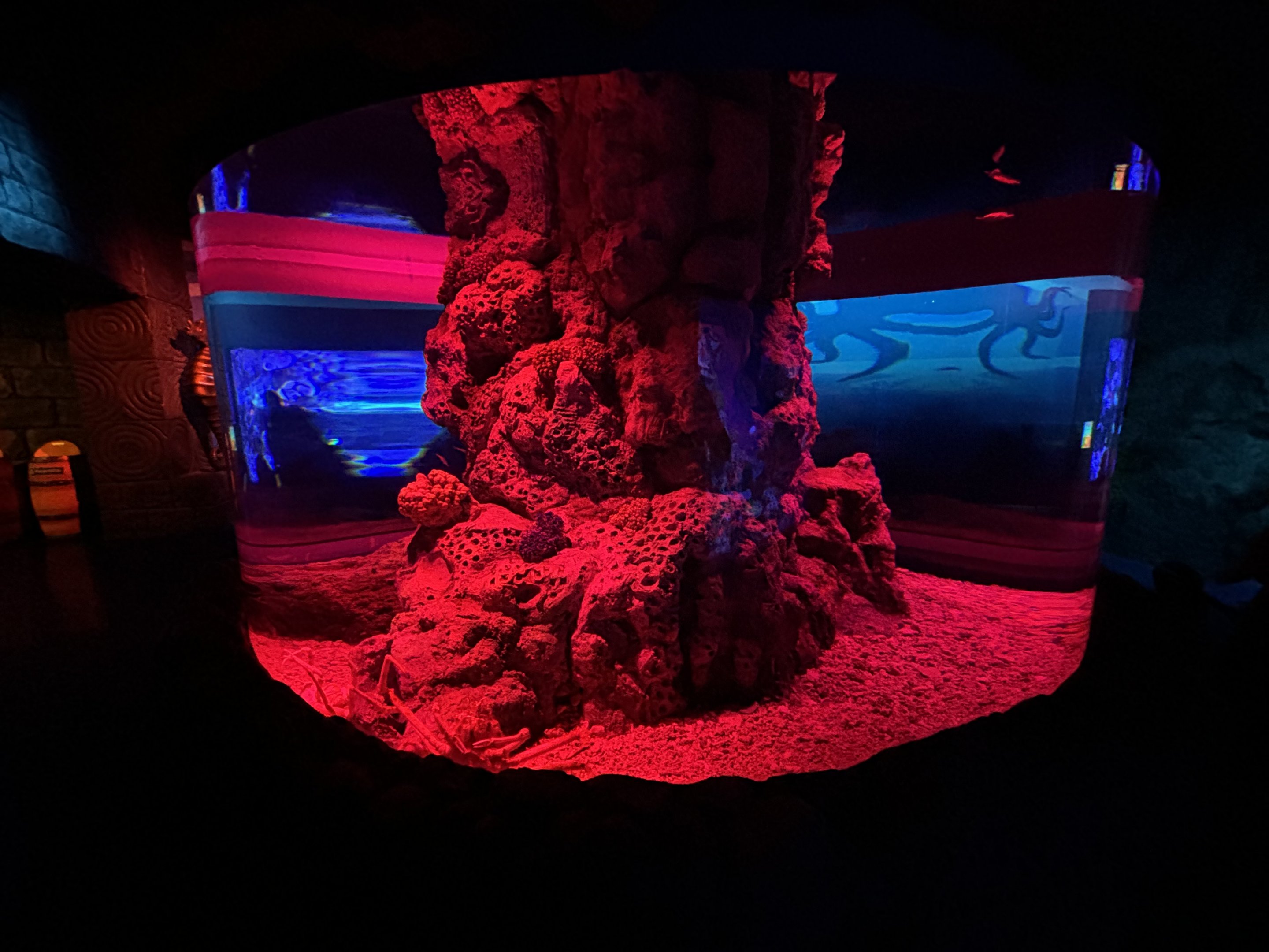 Japanese Spider Crab Exhibit - BXSea Aquarium