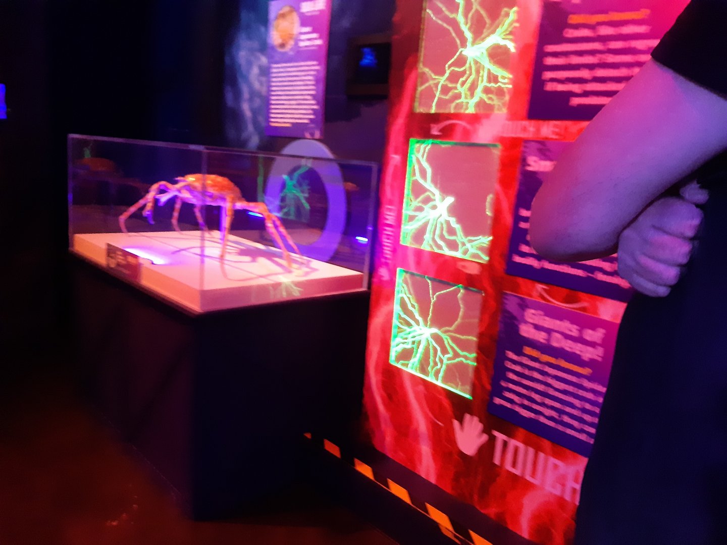 Japanese spider crab & Jellyfish sting display