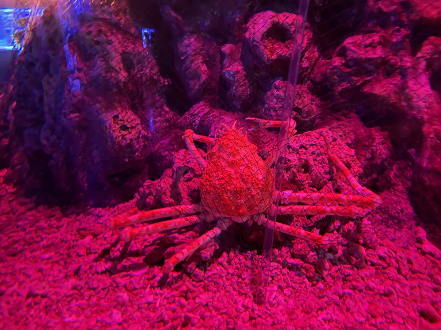 japanese spider crab (macrocheira kaempferi) (1) - BX Sea