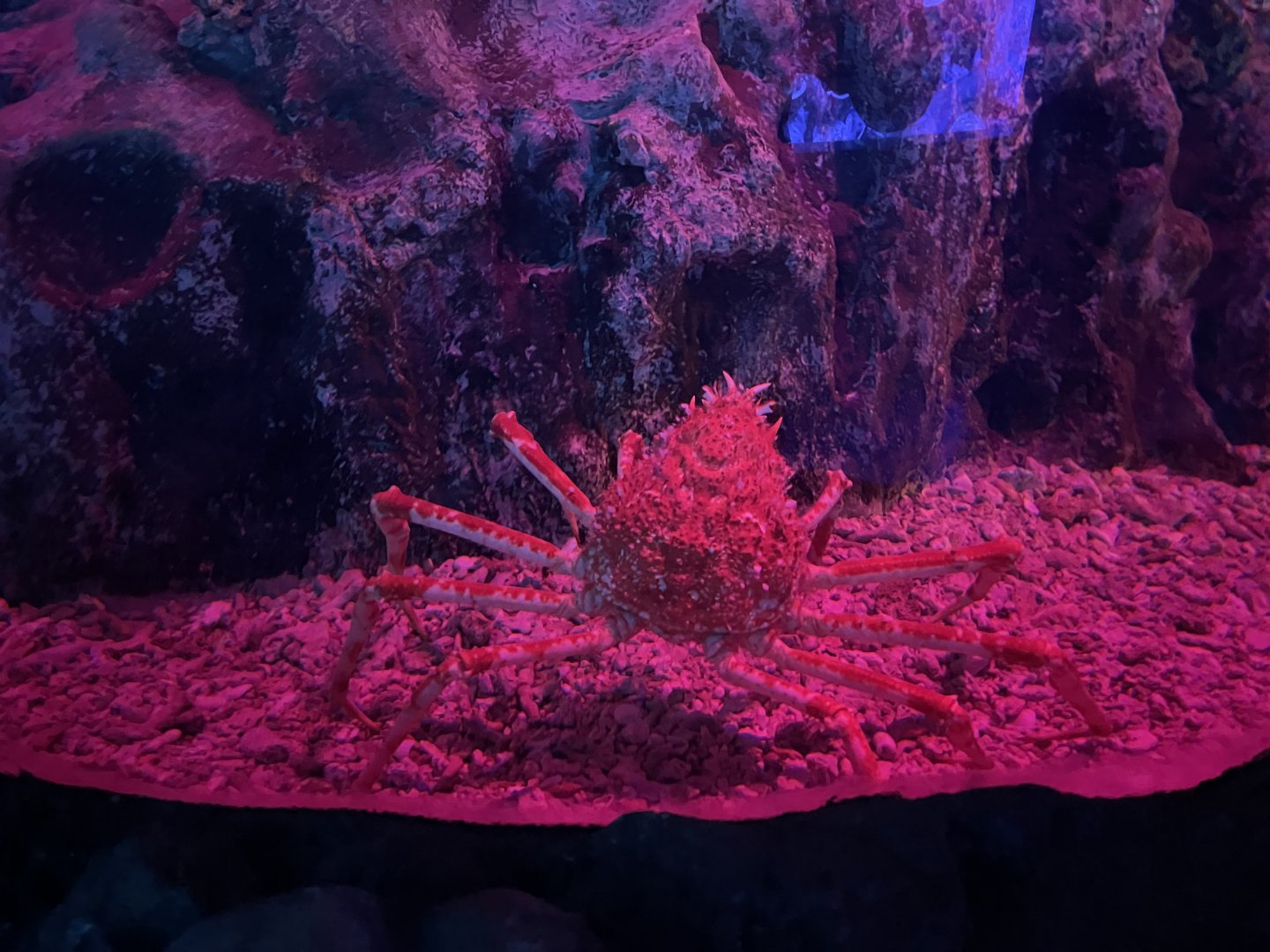 japanese spider crab (macrocheira kaempferi) (2) - BX Sea