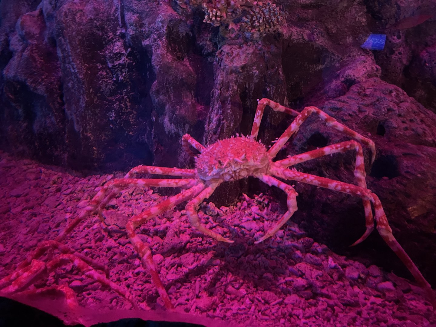 japanese spider crab (macrocheira kaempferi) (3) - BX Sea