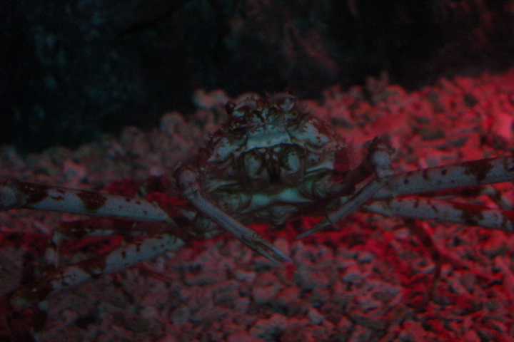 Japanese spider crab (Macrocheira kaempferi) - BXSea