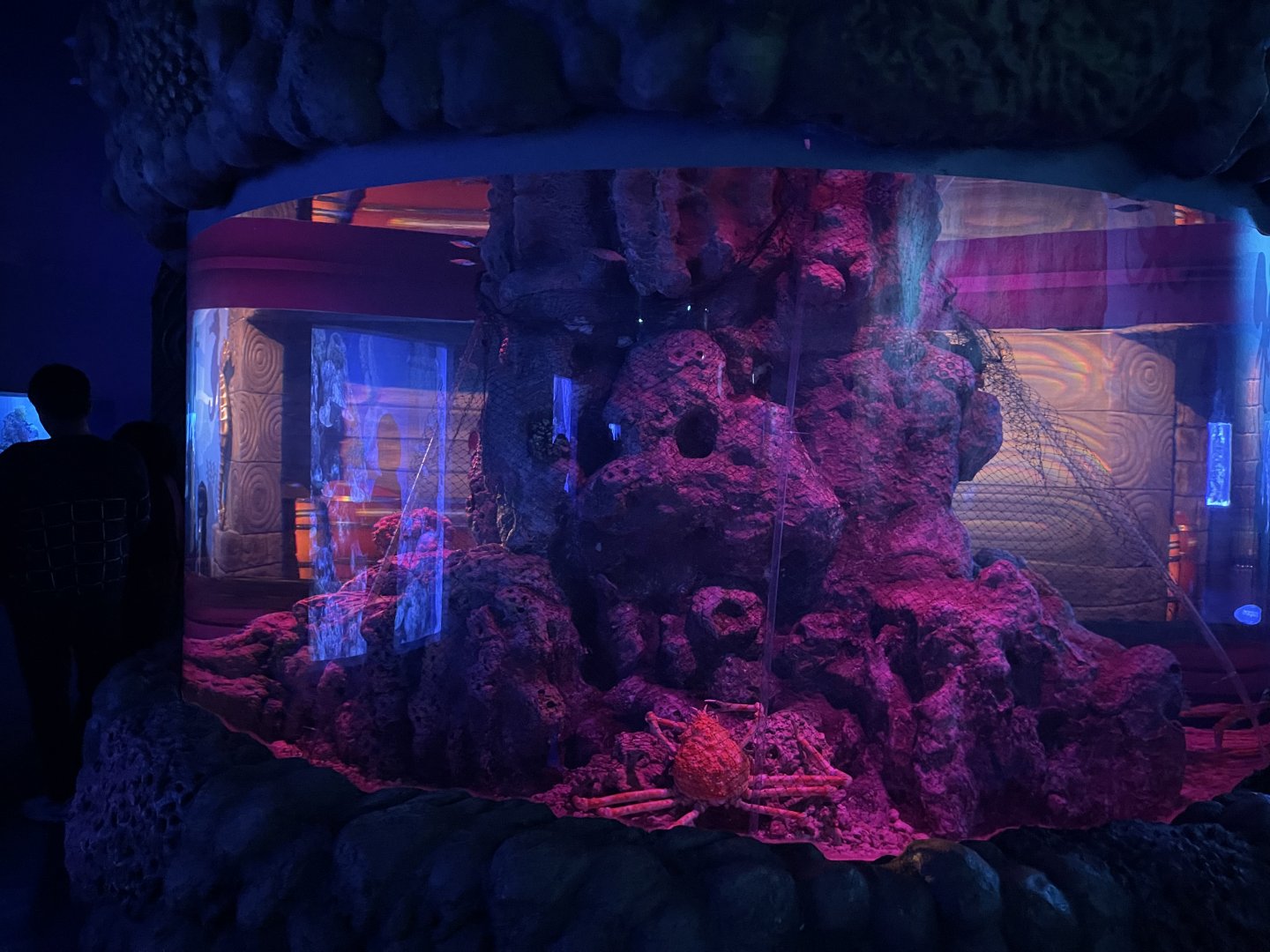 japanese spider crab (macrocheira kaempferi) exhibit