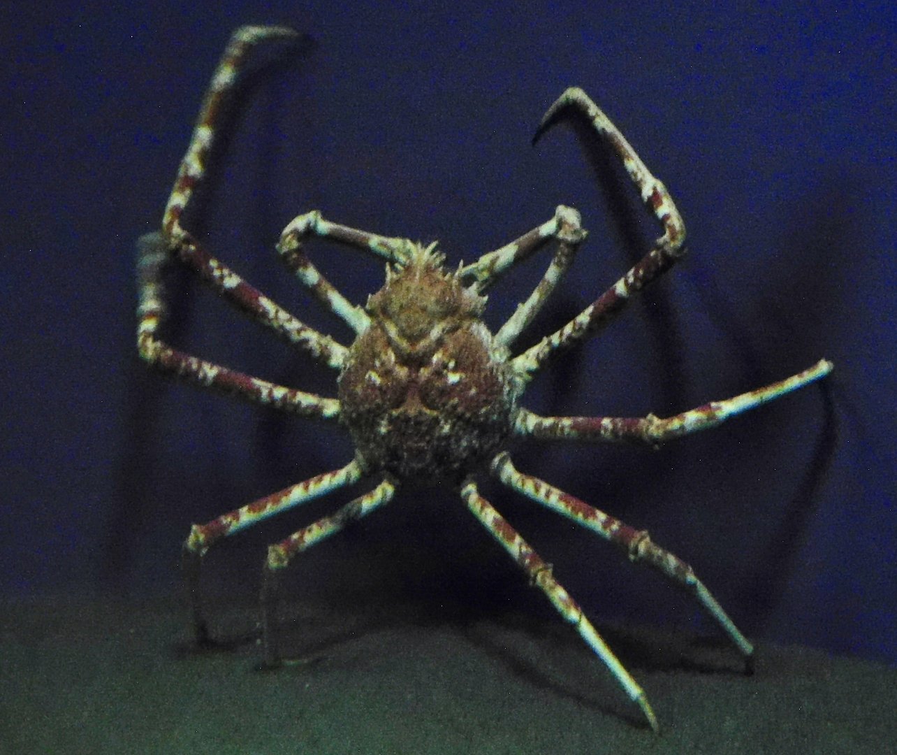 Japanese Spider Crab (Macrocheira kaempferi) November 8, 2025