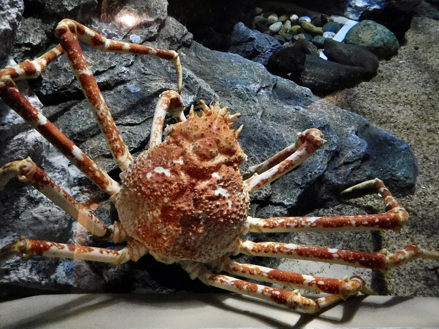 Japanese Spider Crab (Macrocheira kaempferi) September 20, 2025