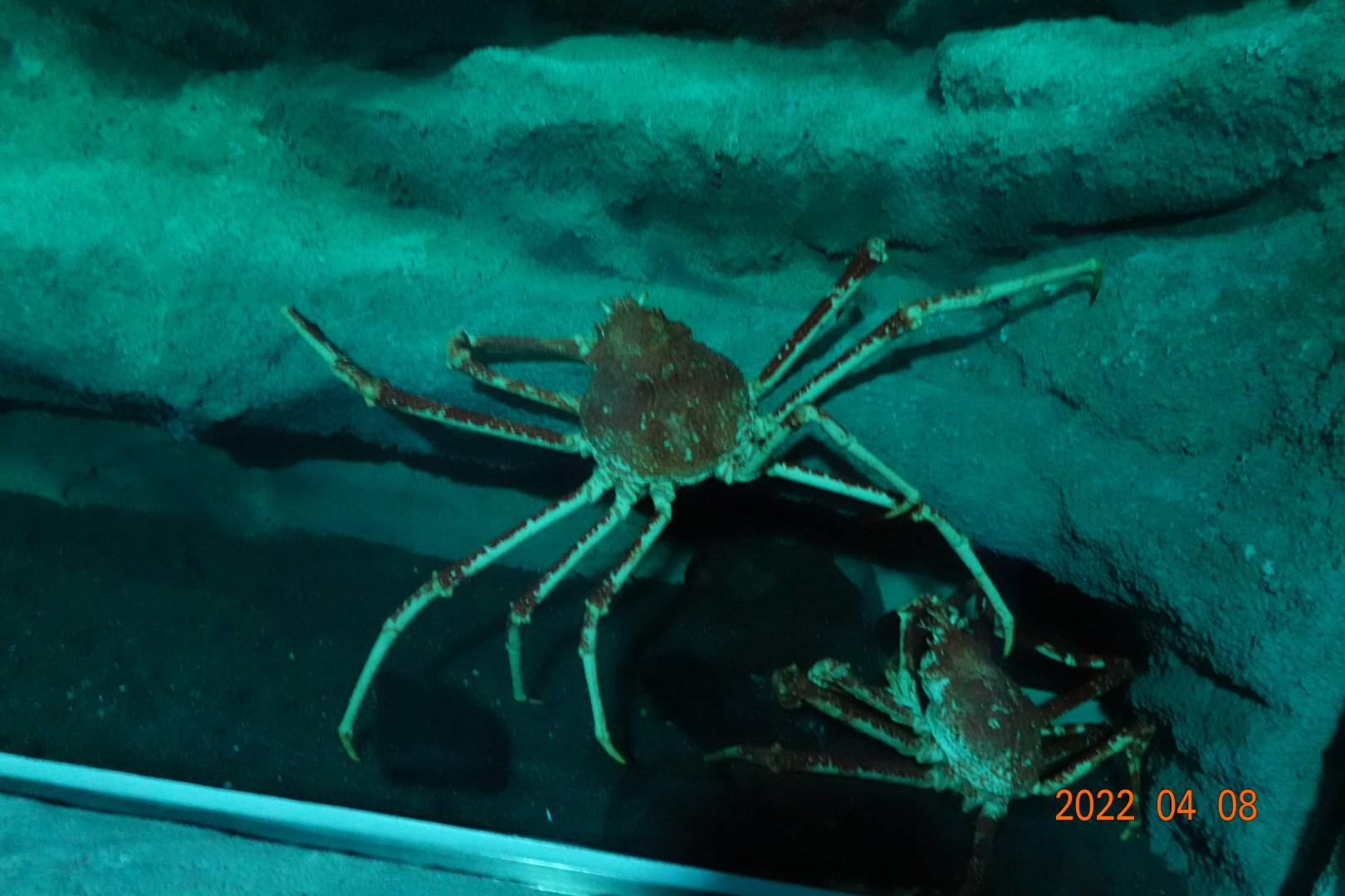 Japanese Spider Crab (Macrocheira kaempferi) - Xpark