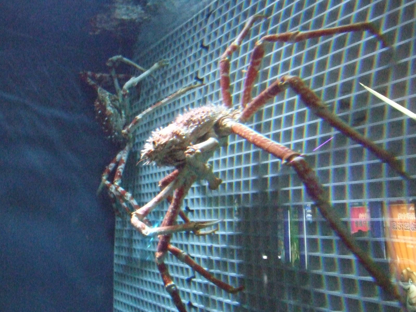 Japanese spider crab (Macrocheira kaempferi)