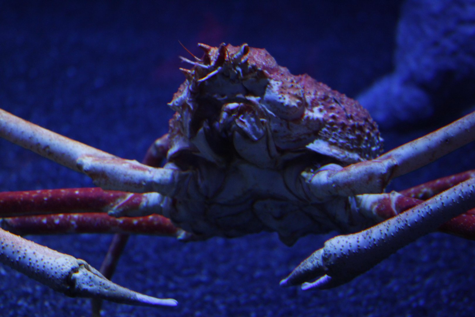 Japanese spider crab (Macrocheira kaempferi)