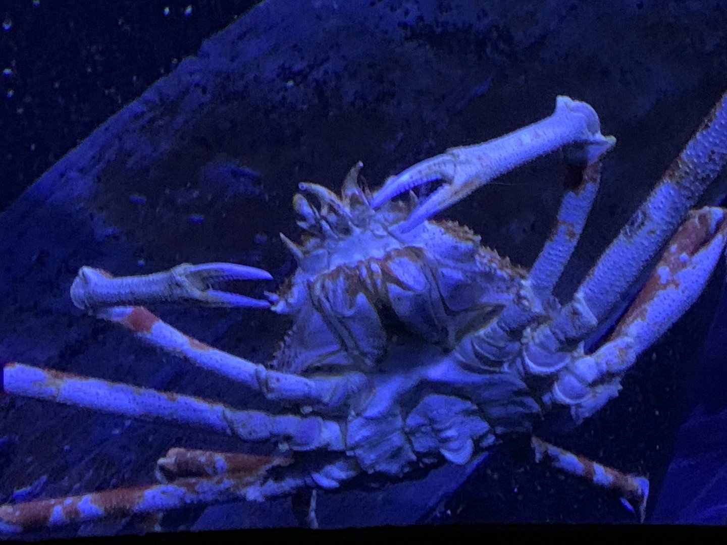 Japanese Spider Crab (Macrocheira kaempferi)