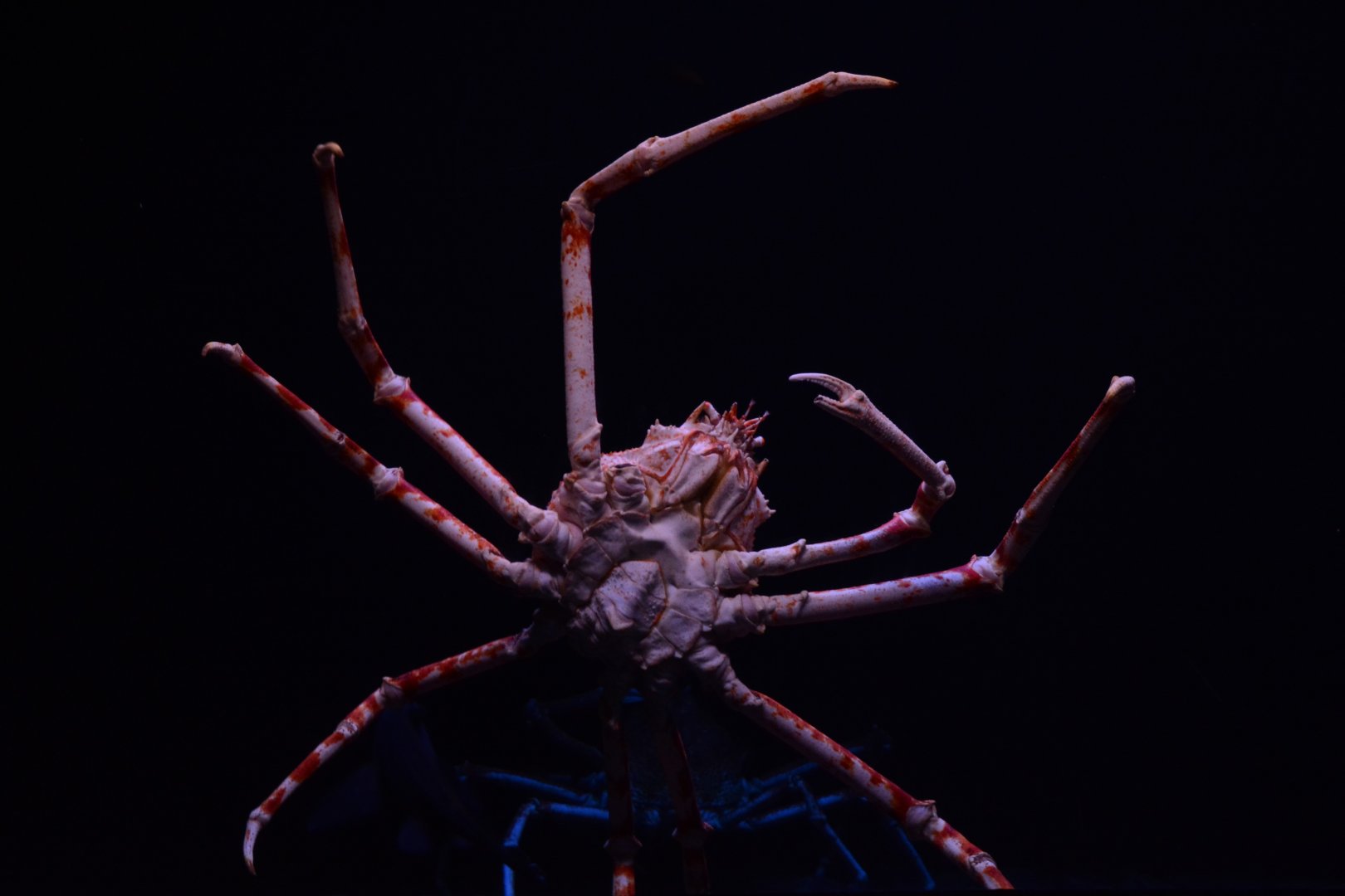 Japanese spider crab (Macrocheira kaempferi)