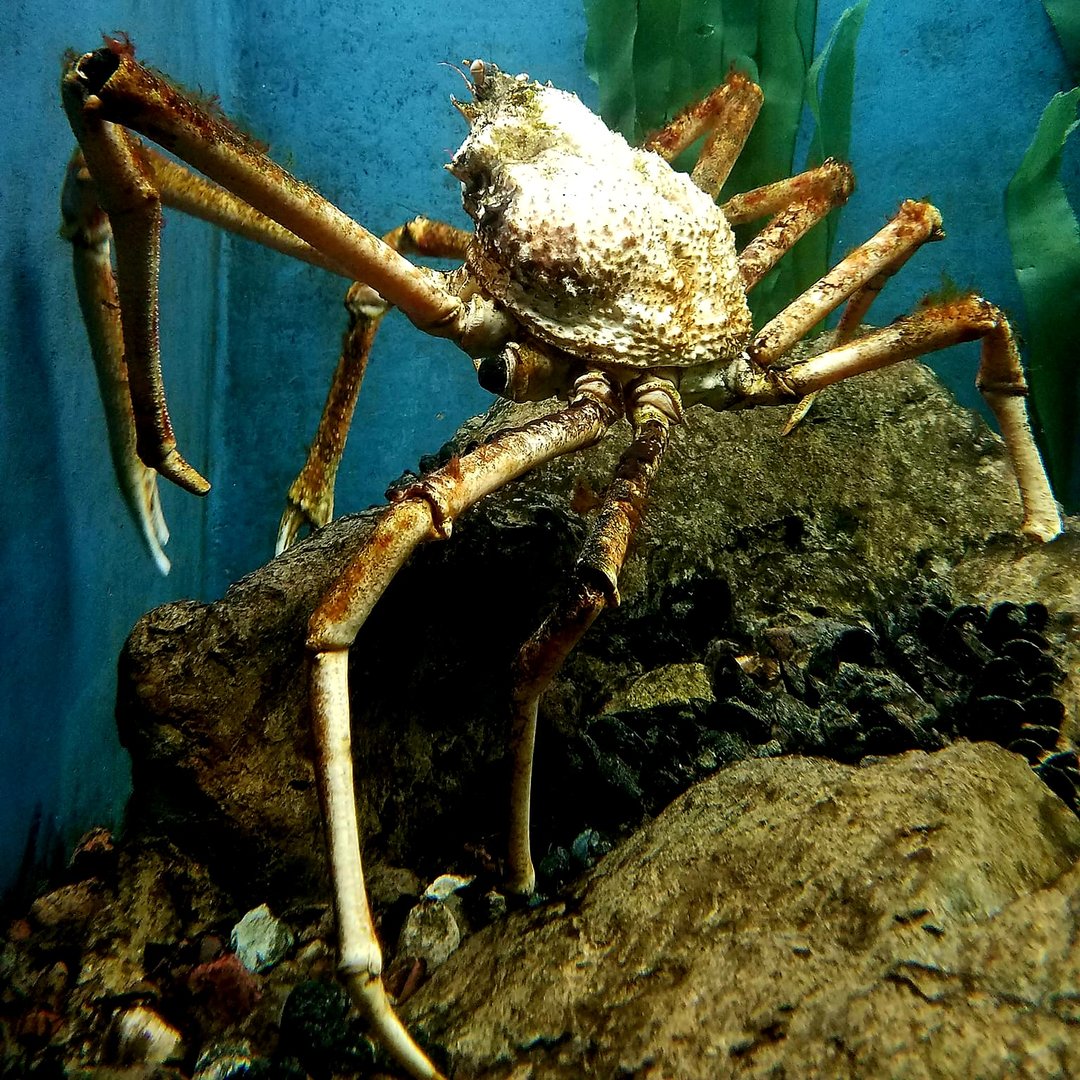 Japanese Spider Crab (Macrocheira kaempferi)