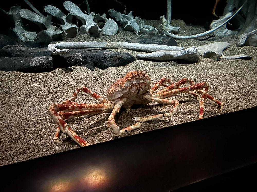 Japanese spider crab, Macrocheira kaempferi