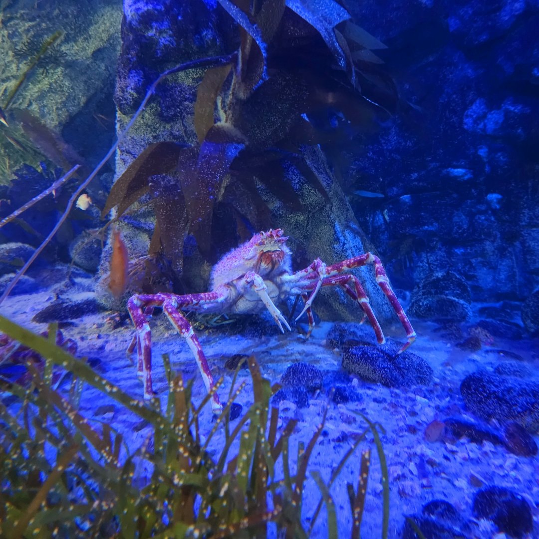 Japanese Spider Crab (Macrocheira kaempferi)