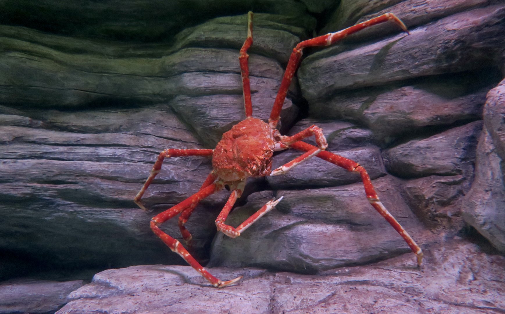 Japanese Spider Crab (Macrocheira kaempferi)
