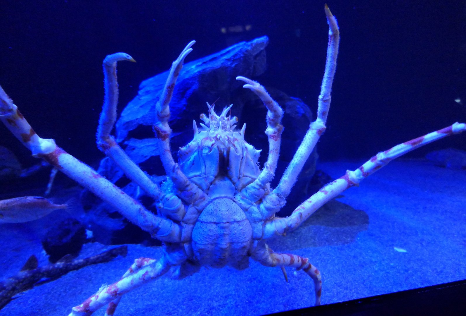 Japanese Spider Crab (Macrocheira kampferi)