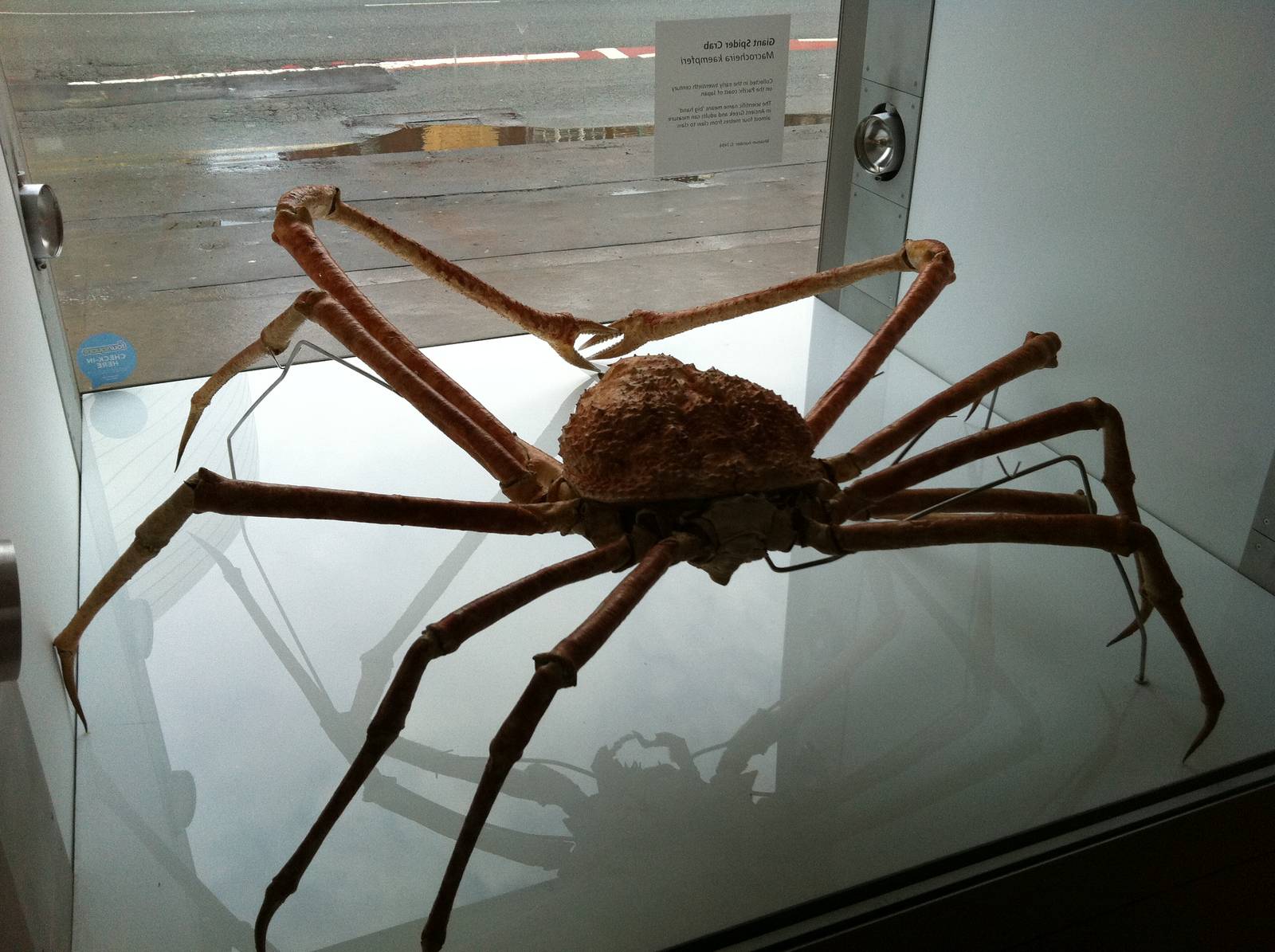 Japanese spider Crab - Manchester Museum 29.12.10