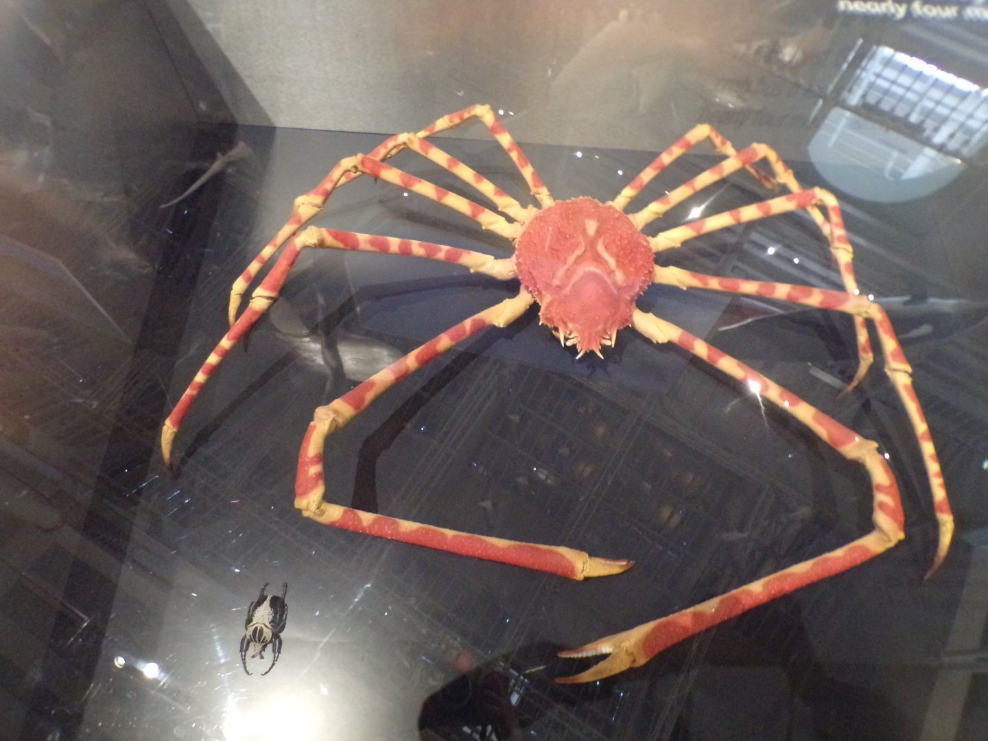 Japanese spider crab next to goliath beetle 26.8.23