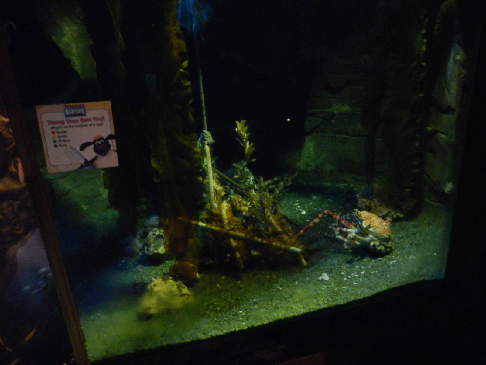 Japanese Spider Crab Tank at SEA LIFE Scarborough - 26/08/2012