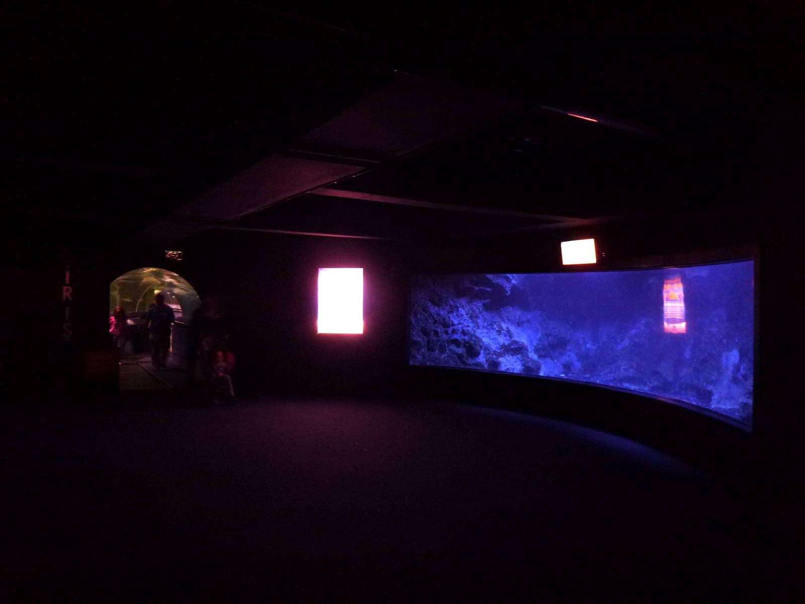 Japanese spider crab tank, June 2013.