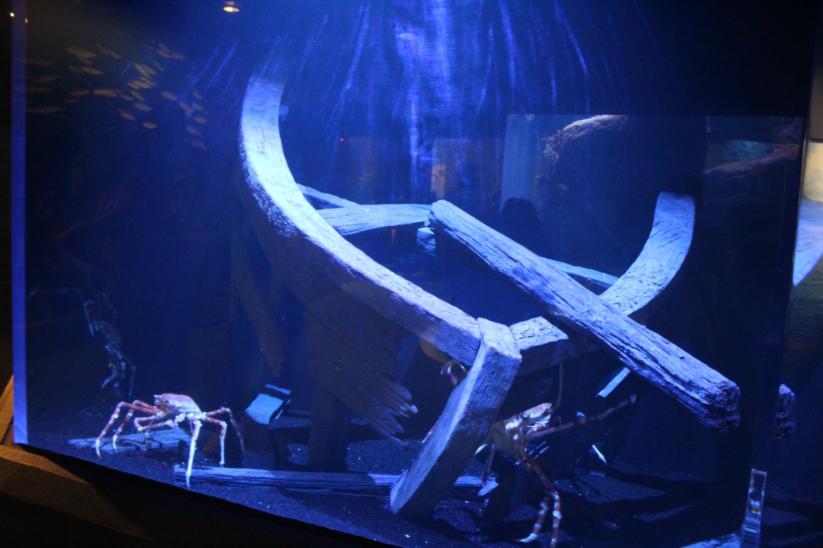 Japanese Spider Crab Tank - Scott Aquarium