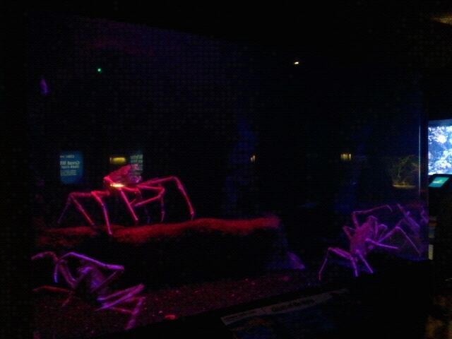 Japanese spider crab tank