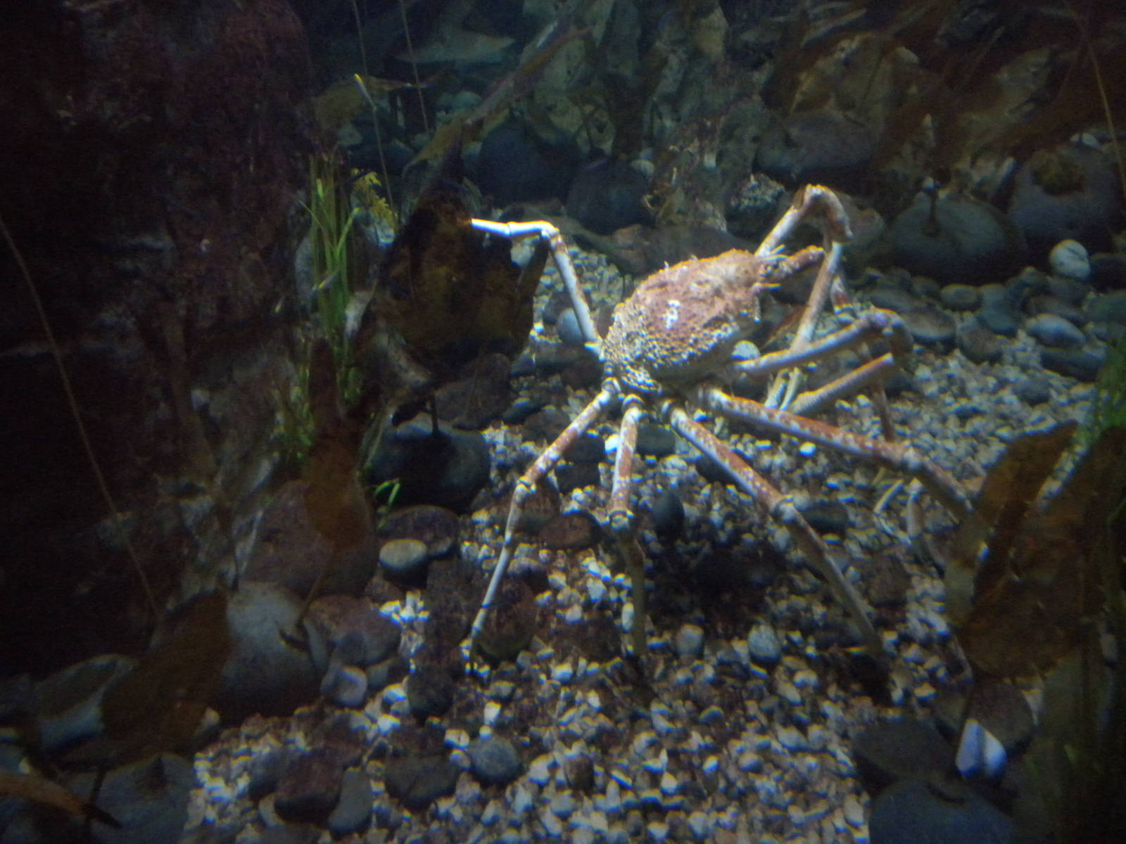 Japanese Spider Crab