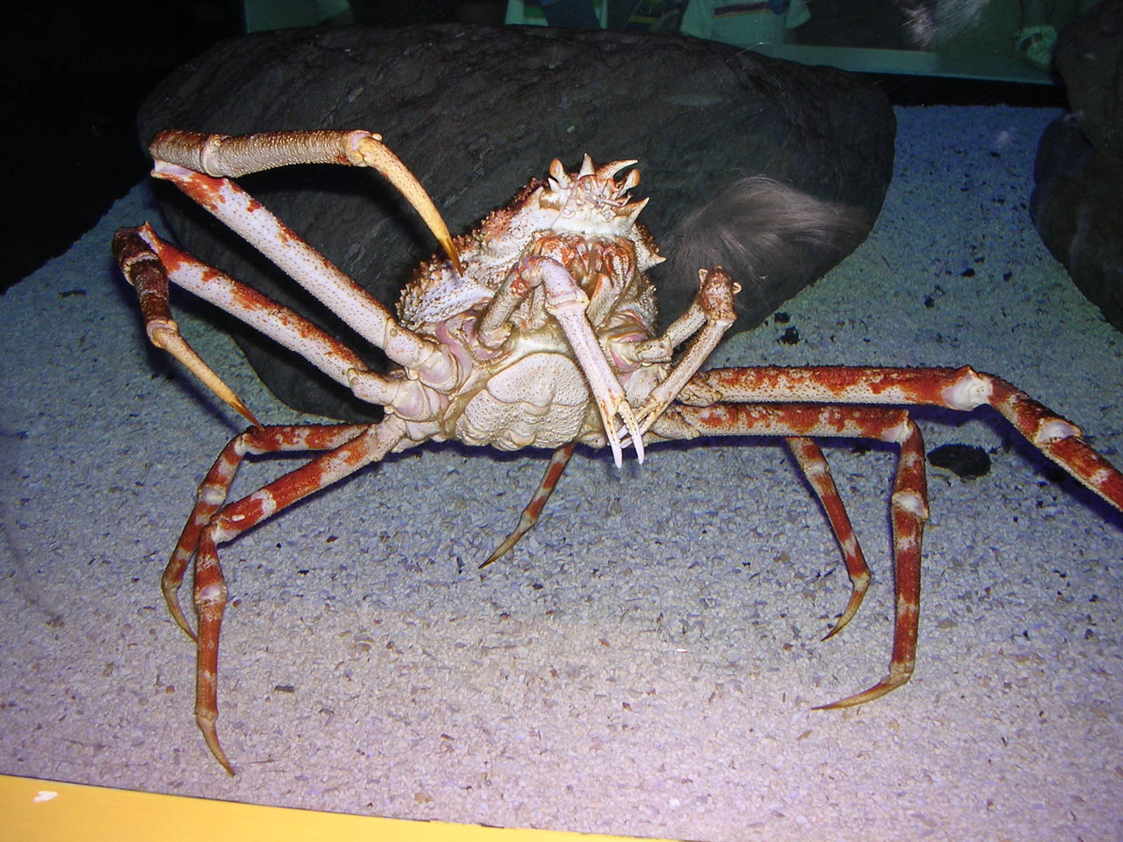 Japanese spider crab