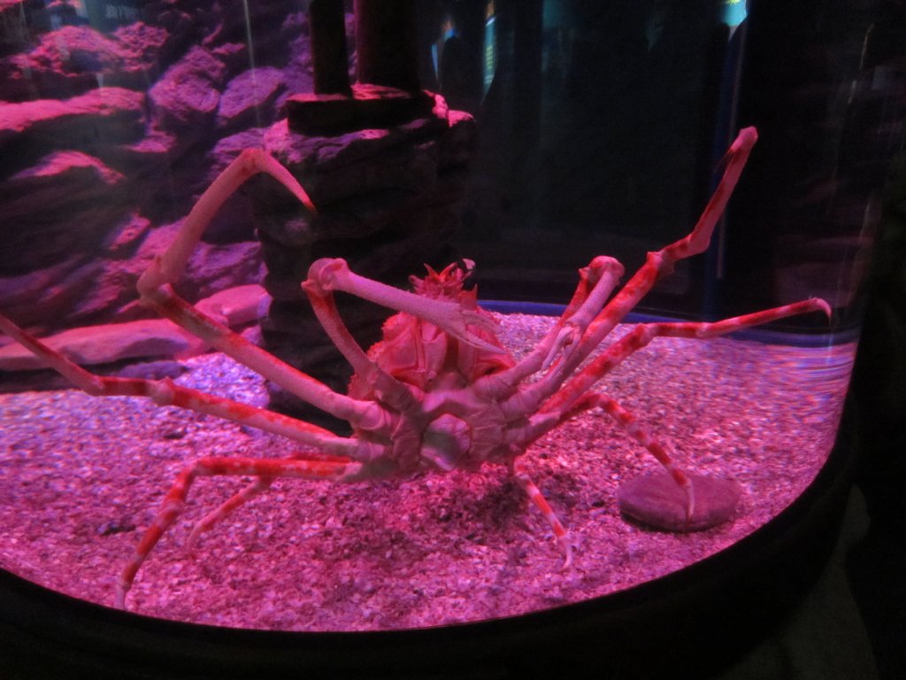 Japanese Spider Crab