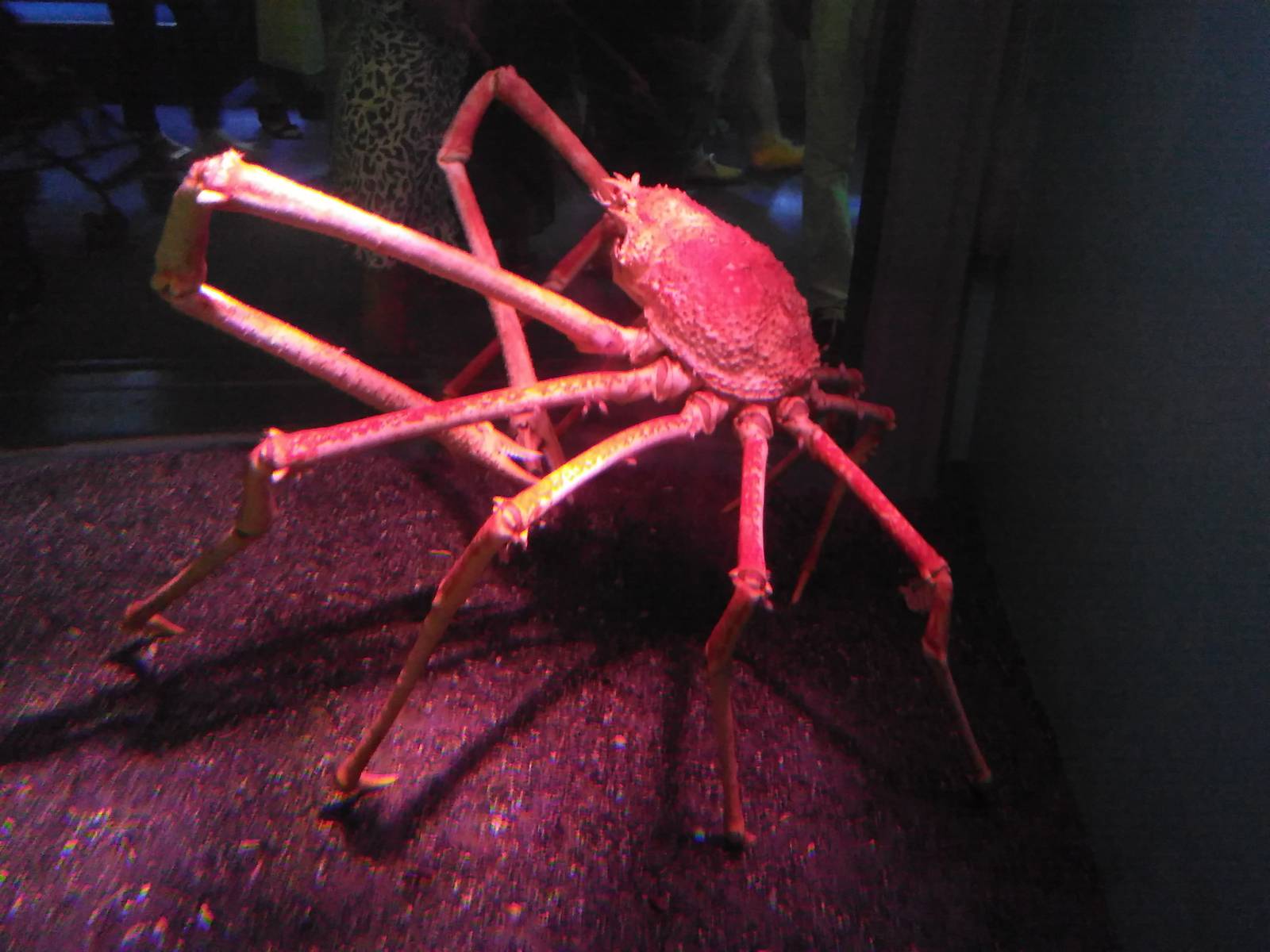 Japanese spider crab
