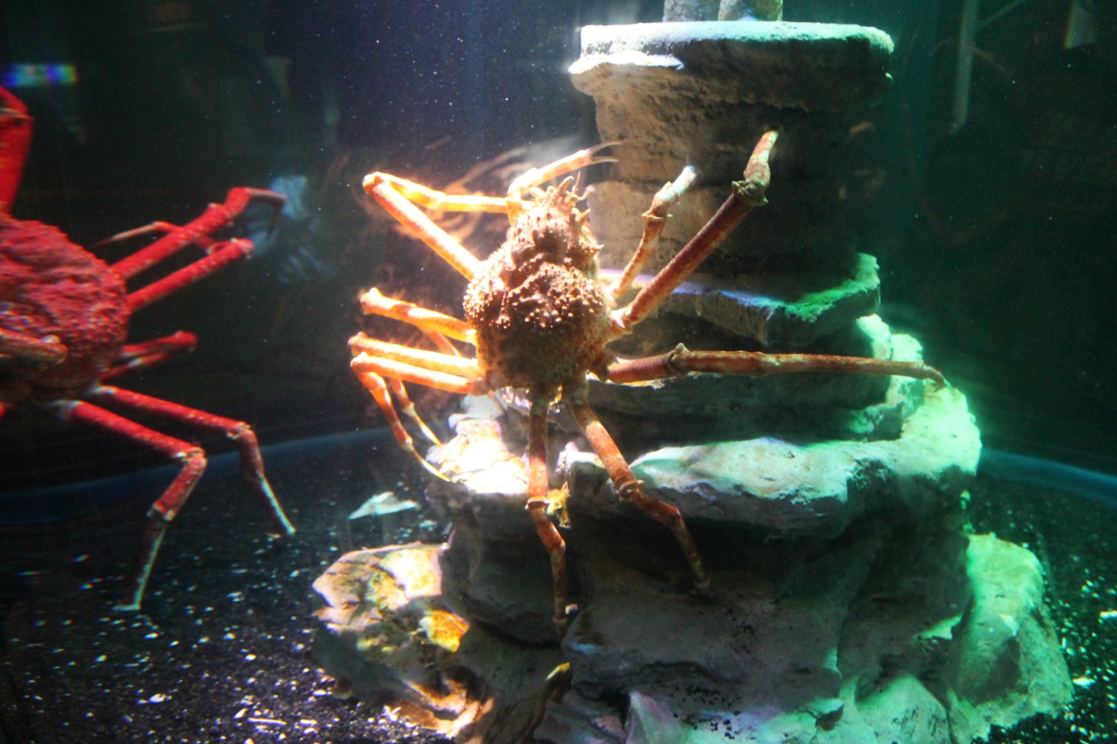 Japanese Spider Crab