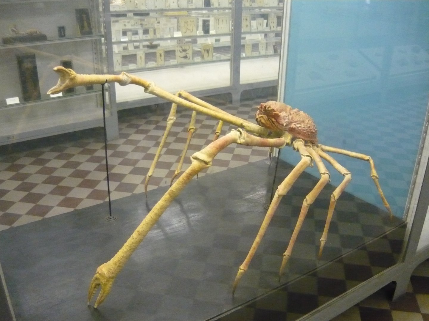 Japanese spider crab