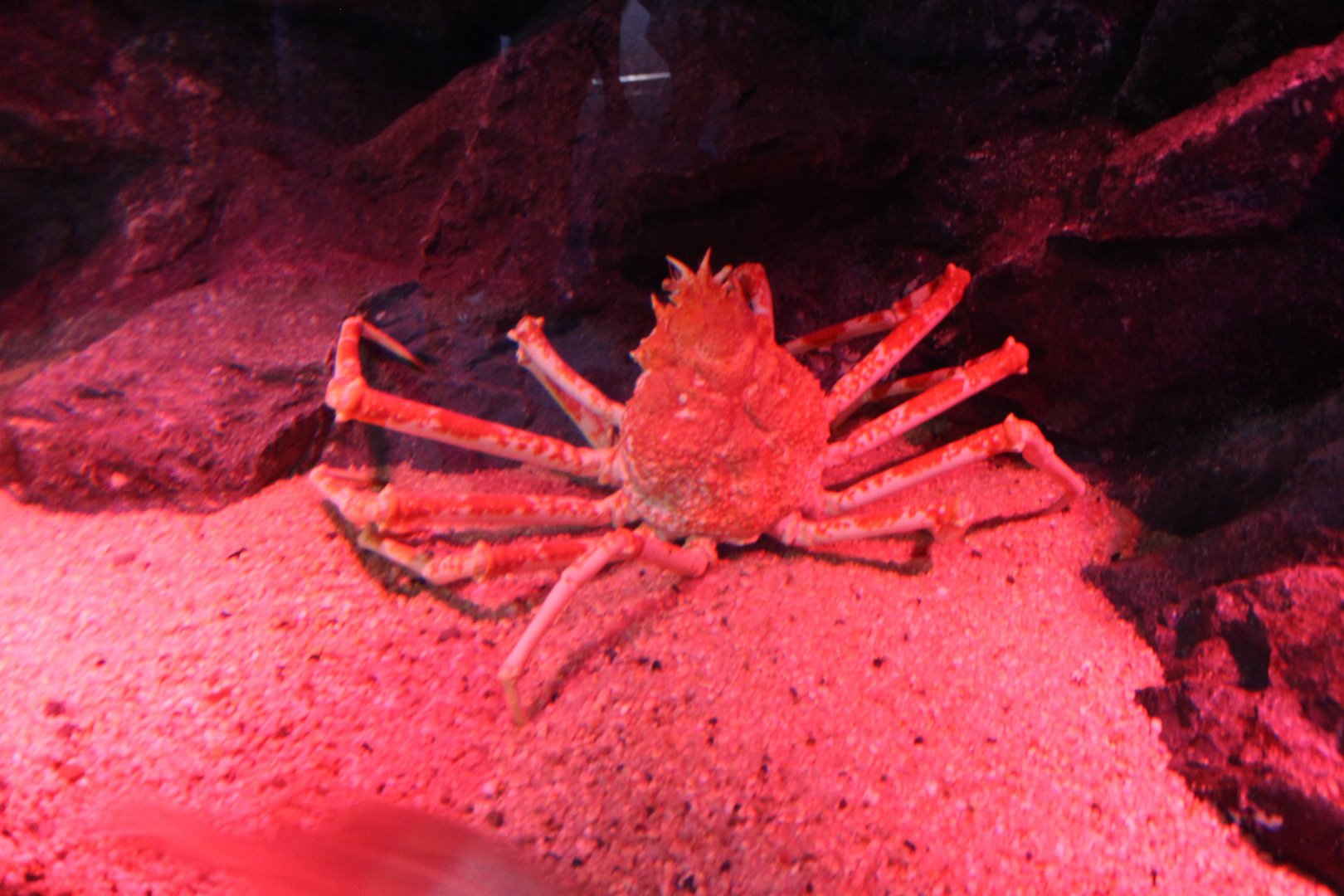 Japanese spider crab