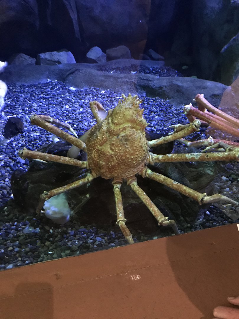 Japanese spider crab