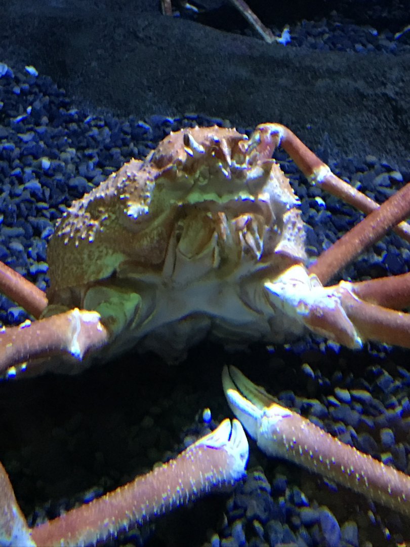 Japanese spider crab