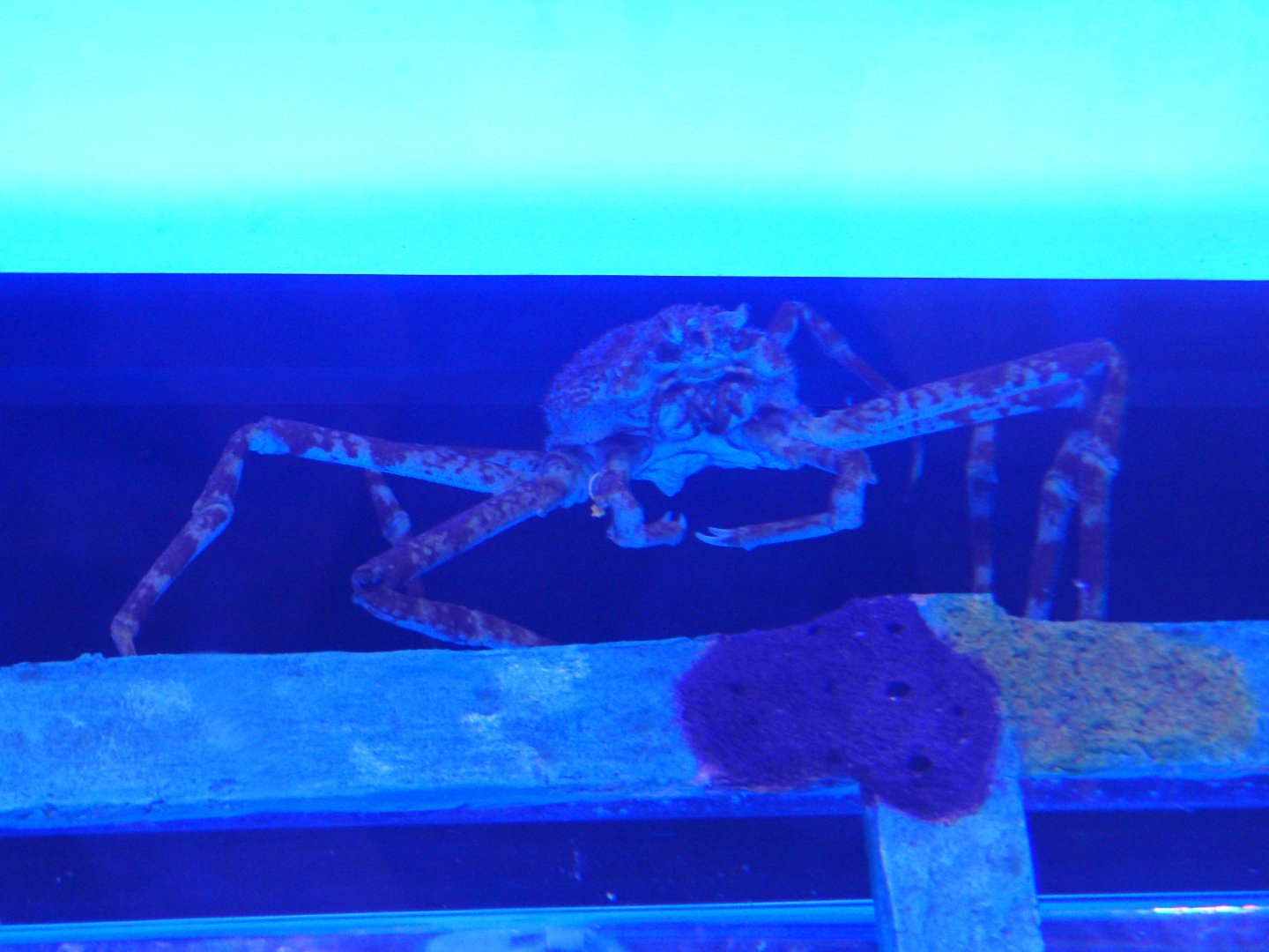 Japanese Spider Crab